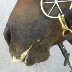 LightRider Amalia Bitless Bridle - Natural Horse World LGFoam