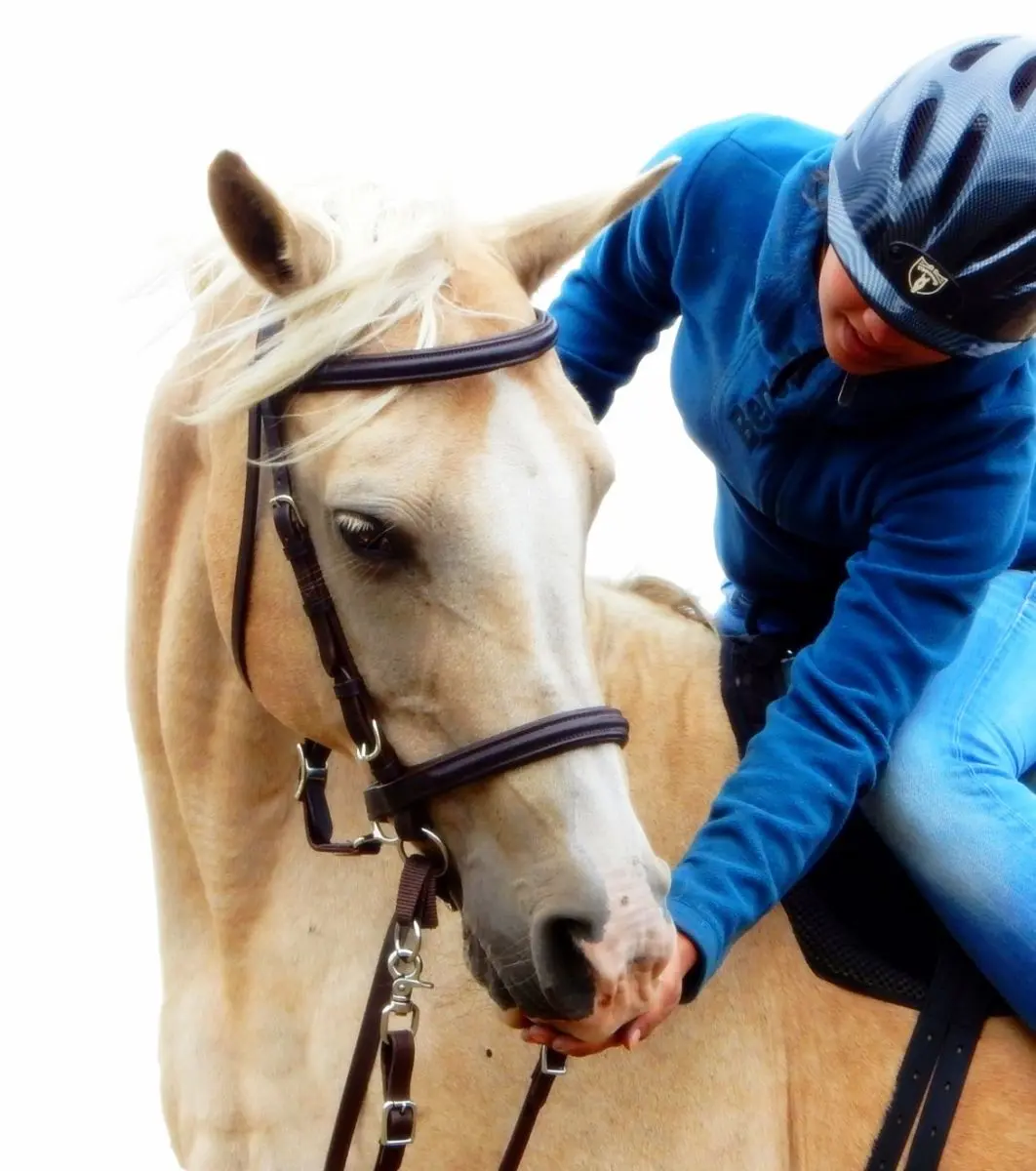 LightRider Euro bitless bridle