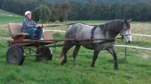 Bitless Driving - Natural Horse World