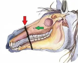 LightRider Amalia Bitless Bridle - Natural Horse World NosebandPlacement