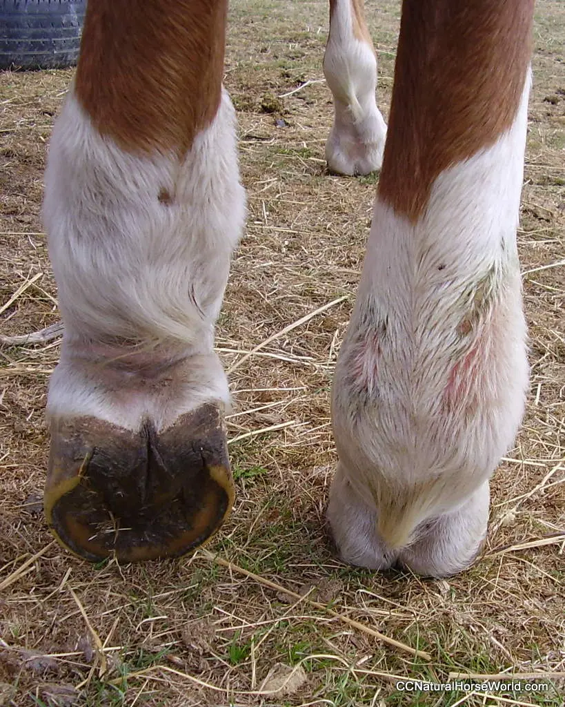 Greasy Heel or Mud fever swelling