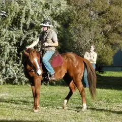 LightRider Amalia Bitless Bridle - Natural Horse World Hindquarter Disengagement