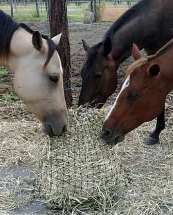 BagABale The Affordable Hay Transport Bag - Natural Horse World Slowfeed haynets are best hung at ground level.