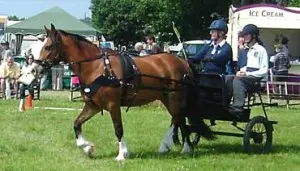 Bitless Driving - Natural Horse World
