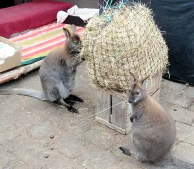 Wallabynet