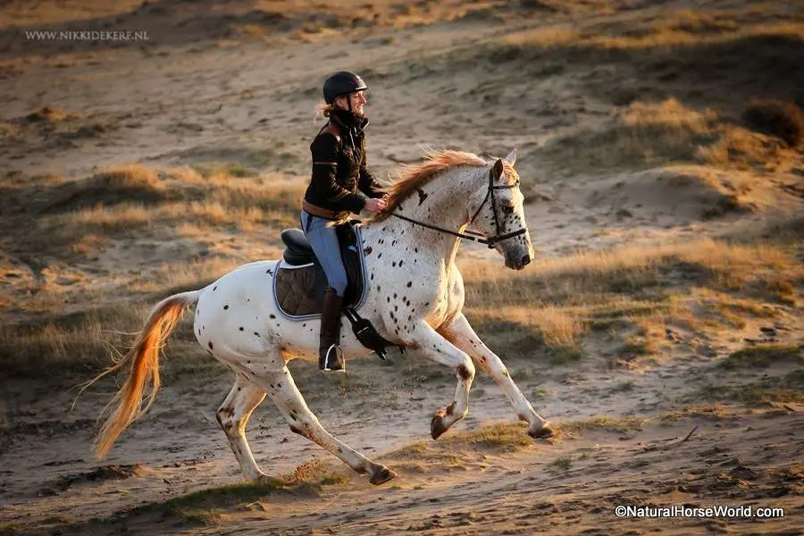 Rider on a horse wearing a LightRider bitless bridle