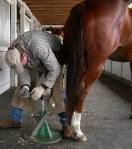 Bassoli 14″ Hoof Rasp - Natural Horse World trimmer